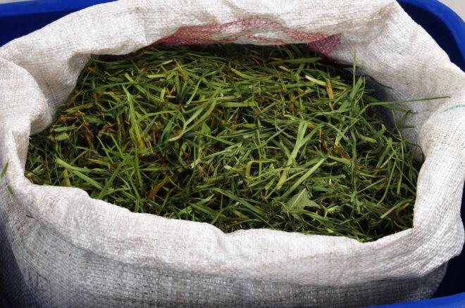 grass clippings in a burlap sack