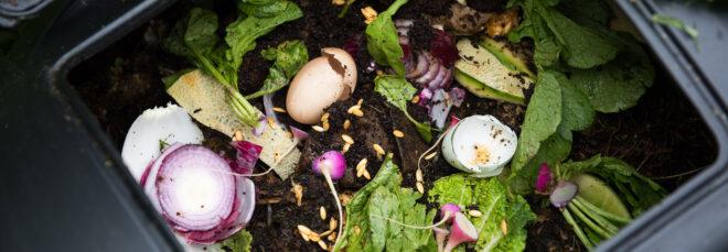 compost bin filled with food scraps