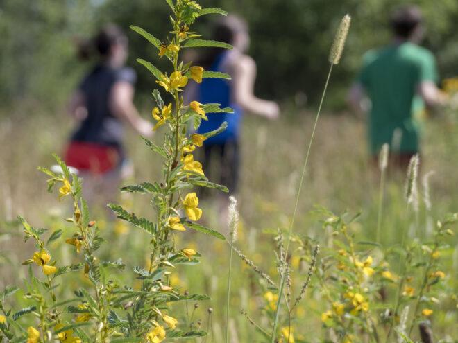 yellow flowers in the foreground with three people running in the background