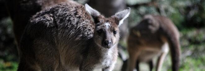 close-up of kangaroo