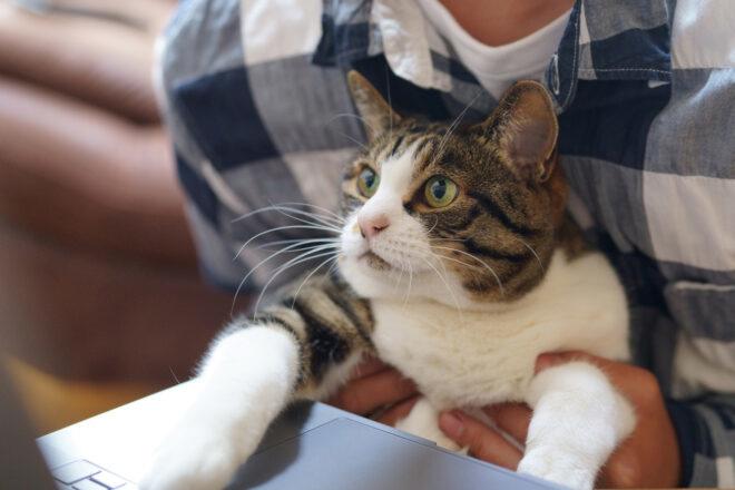 person holding cat to look at a laptop