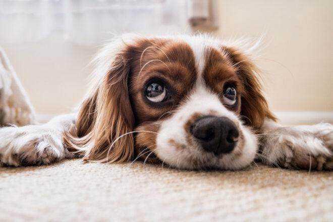 orange and white dog making sad face while lying on rug