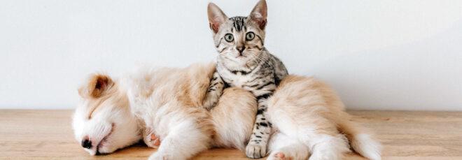 cat lounging on top of sleeping puppy