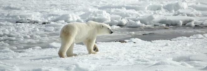 polar bear walking on ice