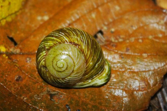 green snail shell on leaf