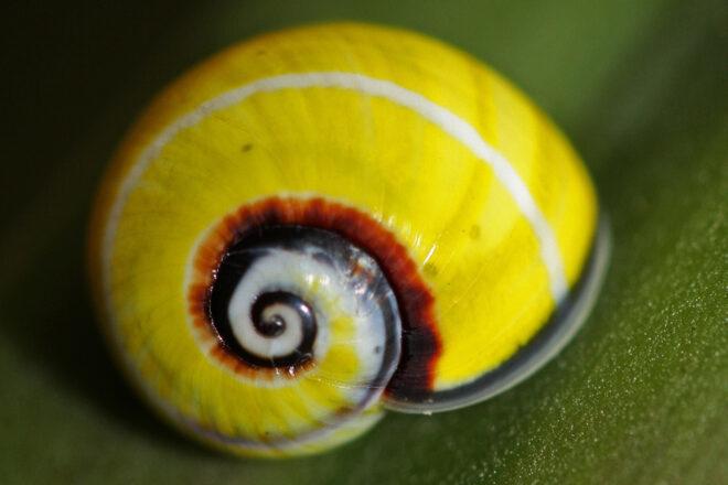yellow snail shell on leaf