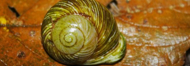 green snail shell on leaf