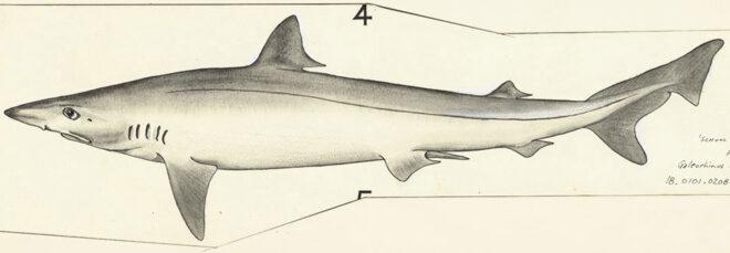 drawing of a school shark