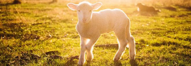 a lamb in the sunlight, walking on grass