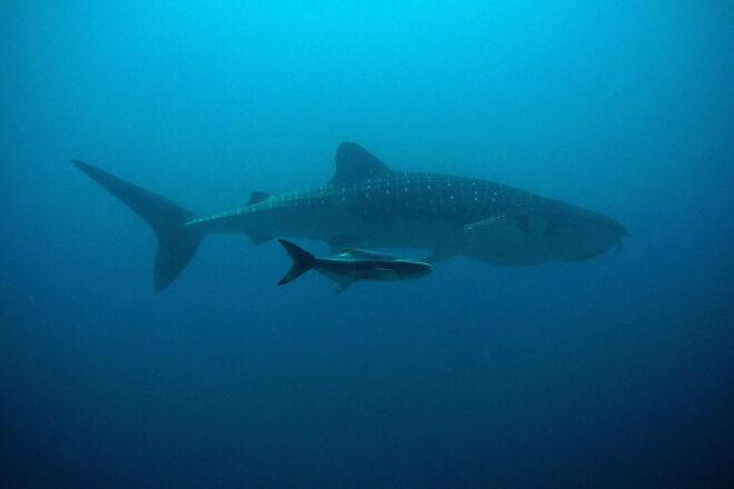 parent shark and baby shark swimming in ocean