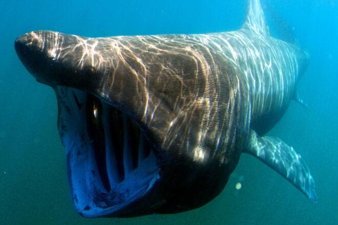large shark opening mouth while swimming in ocean
