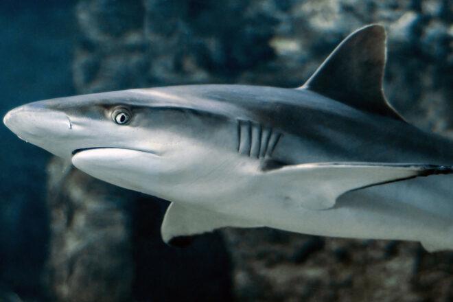 small shark swimming by a rock