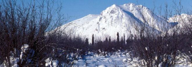 a landscape image of a snowy montain, partially obscured by dark brances and trees in the foreground.