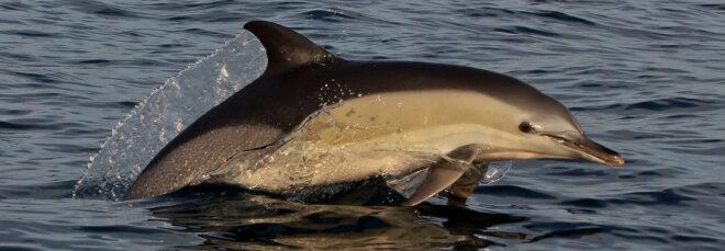 Dolphin jumping in Adriatic Sea