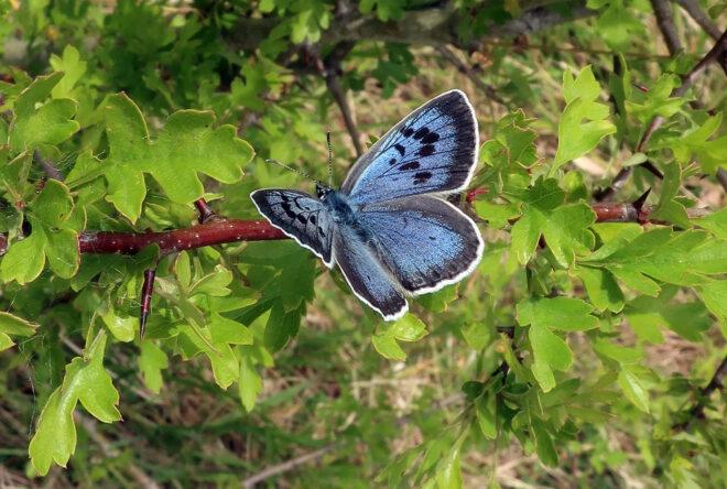 a blue butterfly with black markings perched on a red tree branch with green leaves