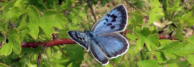 a blue butterfly with black markings perched on a red tree branch with green leaves