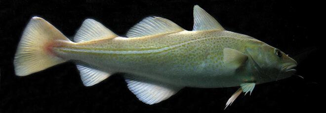 a single cod fish against a dark background