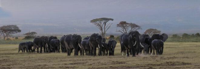 herd of elephants in Amboseli National Park in Kenya