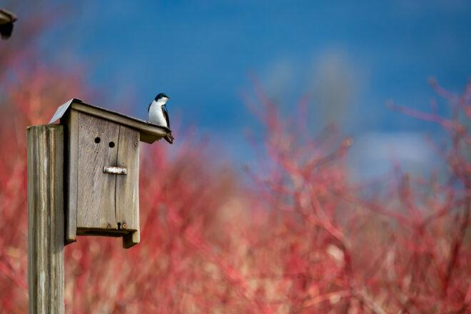 bird perched on wood birdhouse