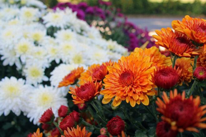 orange and white mums