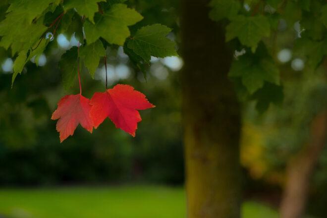 two red leaves on a green tree
