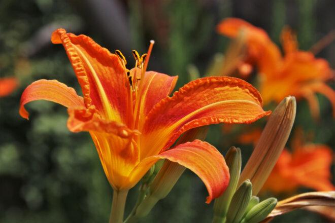 orange daylilies