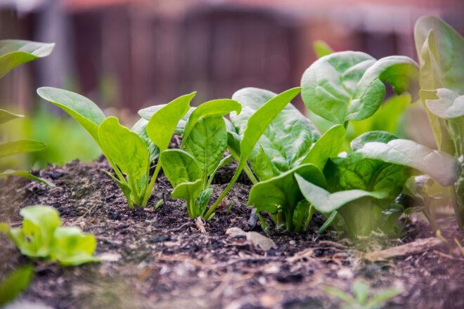 spinach growing in garden