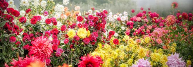 colorful flowers in a garden