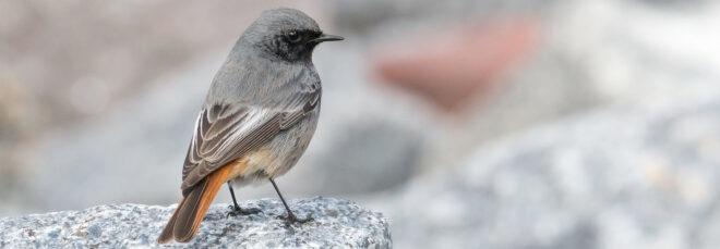 Black redstart bird resting on a rock