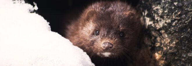 small brown mink near snow