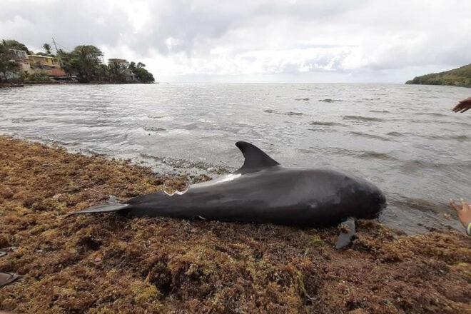 dolphin carcass washed up on shore