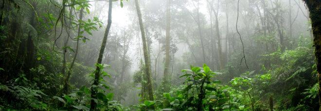 a foggy green forest