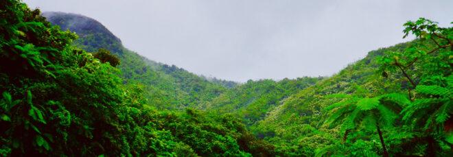 a landscape image of a rolling green forest