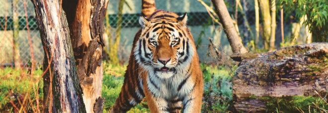 tiger in zoo enclosure