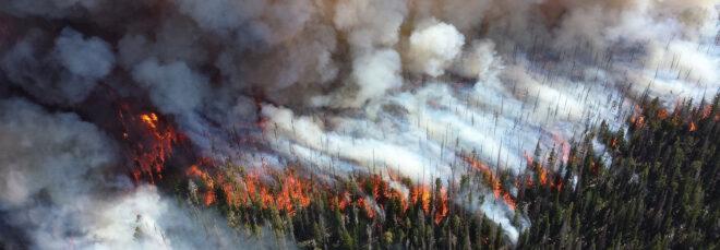 wildfires in a forest