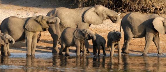 Botswana Elephants drinking at watering hole