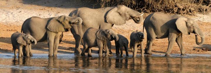 Botswana Elephants drinking at watering hole