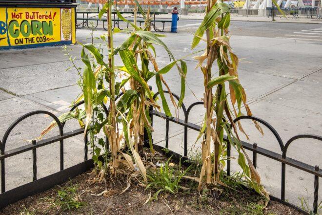 corn stalks growing in garden bed