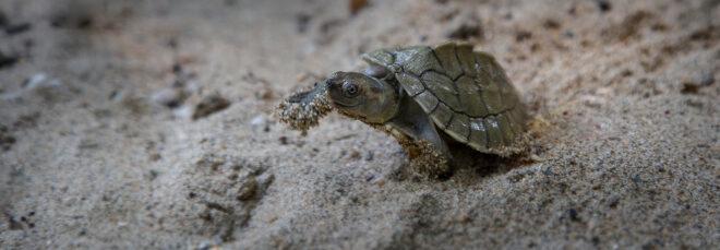 baby Burmese Roofed Turtle crawling across sand