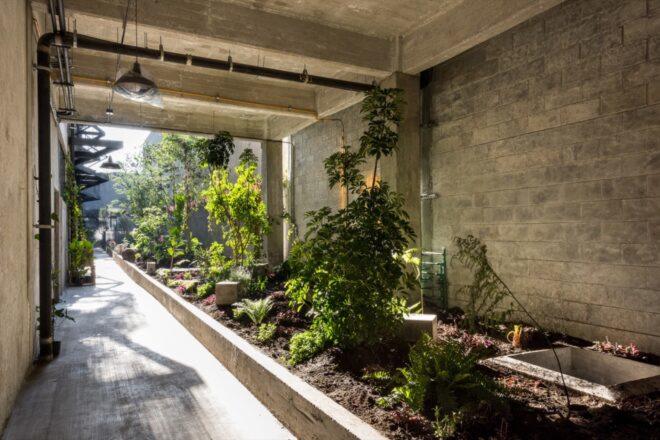 plants growing in covered garden area