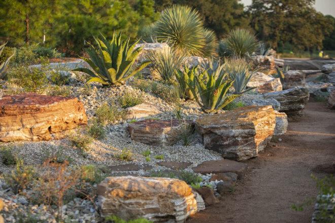 a garden of rocks and succulents
