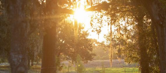 sunlight streaming in through trees with Spanish moss