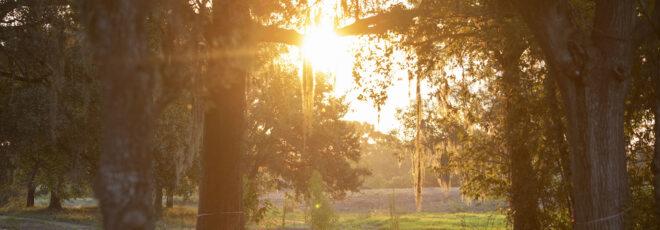 sunlight streaming in through trees with Spanish moss