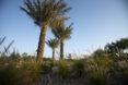 palm-like trees in a garden display