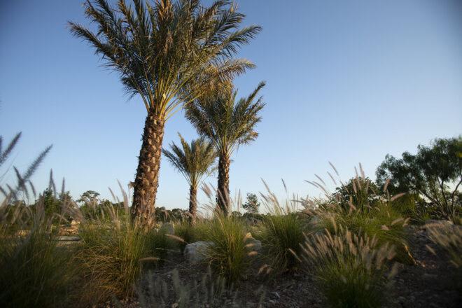 palm-like trees in a garden display