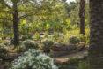 a garden with greenery and white flowers