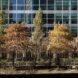 line of trees outside glass building