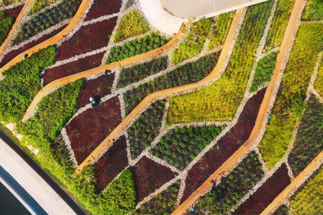 a terraced garden with various plants sectioned off in geometric patterns. a person stands in the garden between sections of plants.