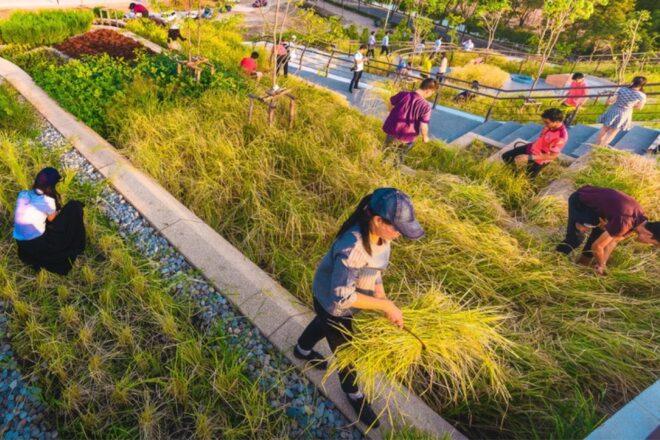 people working in a terraced garden area with a stairway cutting through it.