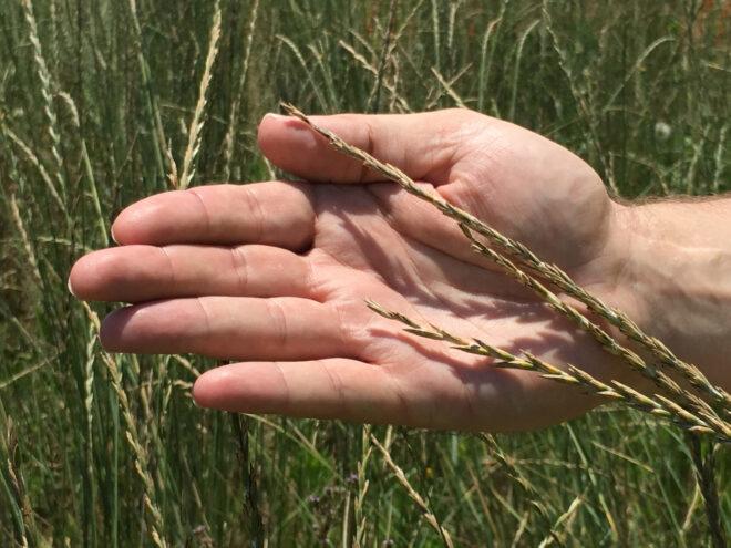 hand holding Kernza wheatgrass